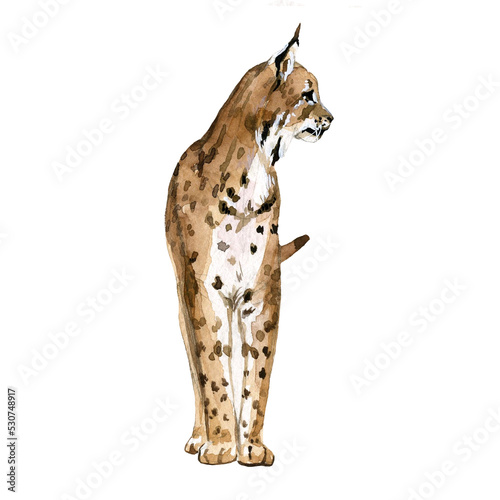 Beautiful stock illustration with hand drawn watercolor forest wild lynx animal. Clip art image.