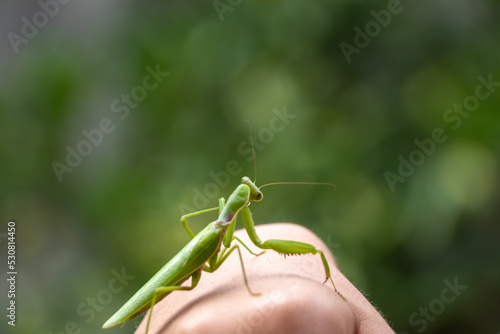 手の上にのった緑色のカマキリ