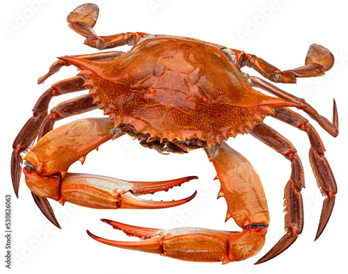 Cooked blue crab isolated