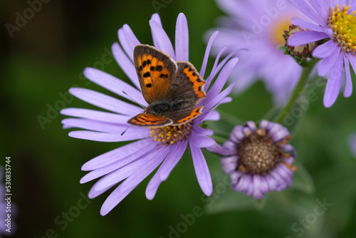 Small copper butterfly sitting on a purple flower.