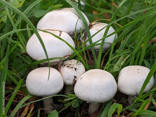Edible mushroom Agaricus arvensis under spruce. Known as horse mushroom, wild white mushrooms growing in the needles.
