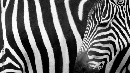 Real zebra pattern: black and white stripes