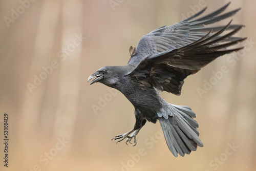 A beautiful raven (Corvus corax) flying bird North Poland Europe