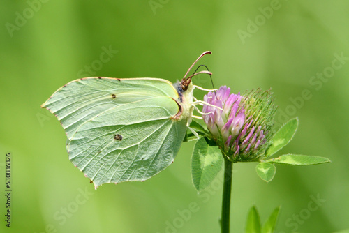 Motyl latolistek cytrynek