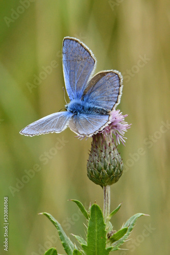 Motyl modraszek ikar