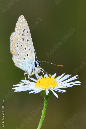 Motyl modraszek ikar