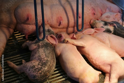 Sow and piglets in a gestation crate.