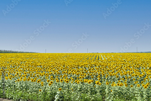 A beautiful sunflower field in the warm sunlight on a summer meadow. Sunflower village field. Atmospheric summer wallpaper, copy space. 