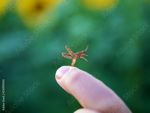 A small grasshopper is clamped in the fingers of the hand