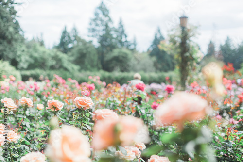 View of pink roses at Portland International Rose Test Garden.