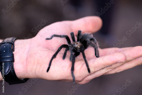 Man's hand holding hairy wild black tarantula
