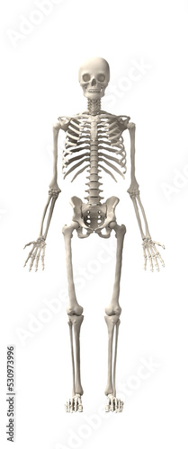 human skeletons isolated