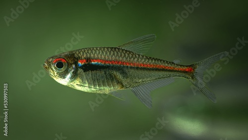 Closeup of adorable Glowlight tetra fish swimming in green water