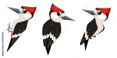 Set of Woodpeckers birds, cartoon illustration in flat style