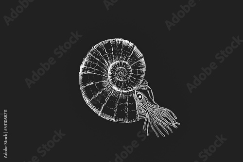 Hand drawing of a nautilus, sea mollusc in a shell, line art illustration on a black background