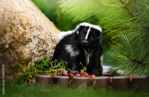 Young pet skunk posing in a garden