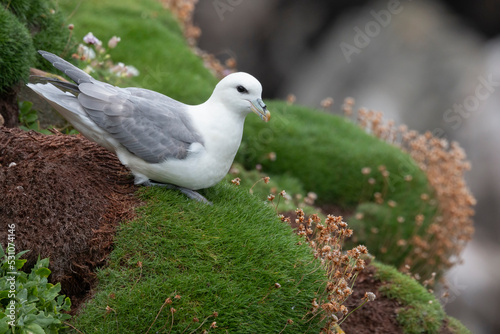 The northern fulmar (Fulmarus glacialis), fulmar, or Arctic fulmar.