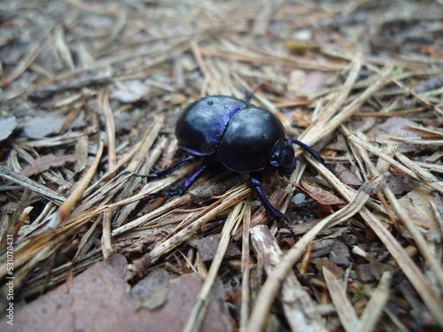 Dark navy beetle, dor beetle (Geotrupes stercorarius), on the forest floor strewn with pine needles