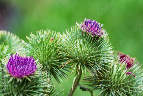 Greater burdock or edible burdock flowers, Arctium lappa