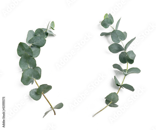 Eucalyptus leaves frame on white background with place for your text. Wreath made of leaf branches. Flat lay, top view