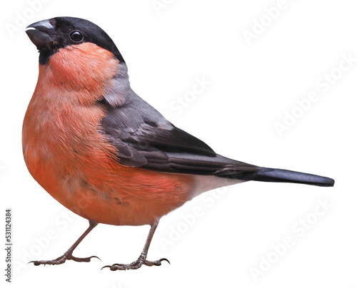 Male of Eurasian bullfinch (Pyrrhula pyrrhula), isolated on transparent background