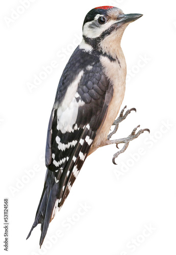 Young Great Spotted Woodpecker (Dendrocopos major), PNG, isolated on transparent background