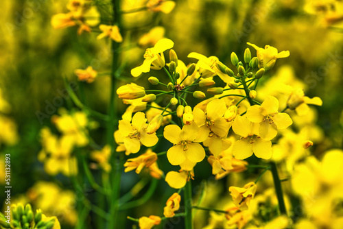 Rapak, leuchtend gelbe Blume. Selektiver Fokus.