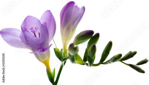 Beautiful background with purple freesia flowers