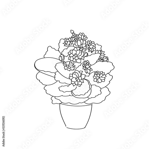 vector illustration plant kalanchoe plant hand line color contour