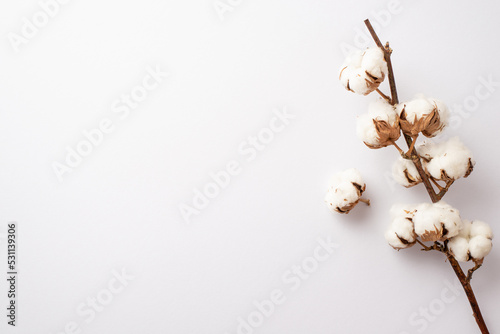 Photo of cotton branch on isolated white background with copyspace