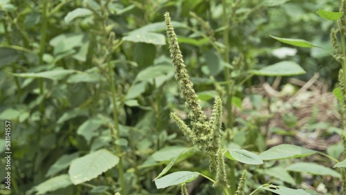 Green plants and flowers of Amaranthus powellii also known as Powells amaranth, pigweed, smooth, Green amaranth.