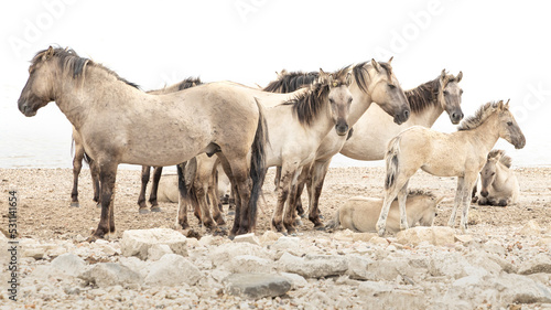 group of Konik horses on riverside beach of river Waal in the Netherlands