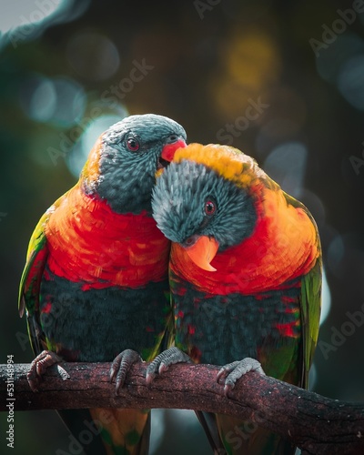 Couple of Lorikeet lovebirds perched together on a branch