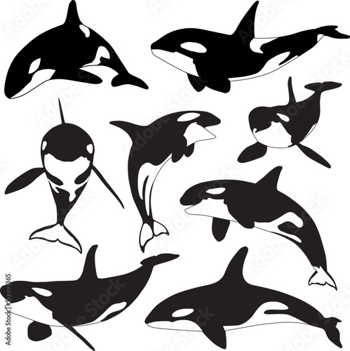 orca whale silhouette. killer whale collection