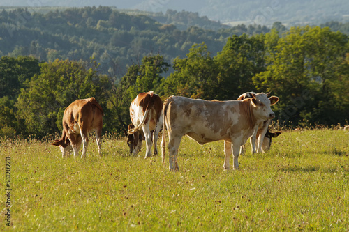 Krowy na górskim pastwisku w Bieszczadach.