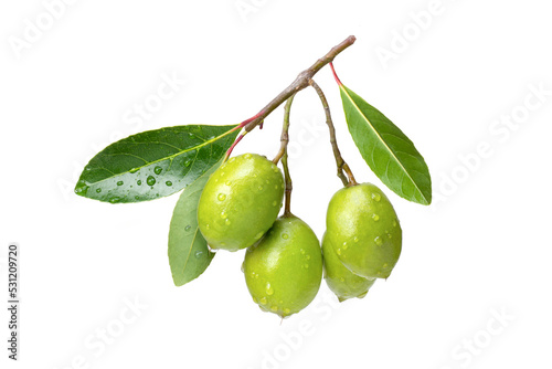 Branch of olive fruit with water droplets and green leaves isolated on white background. 