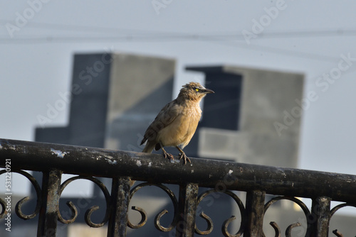 Large Grey babbler bird sitting on balcony grill