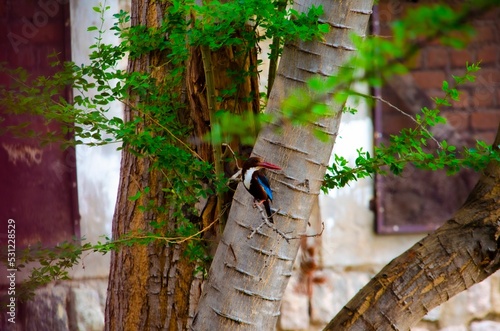 Closeup of a Red-billed Alcyone perched on a green tree branch