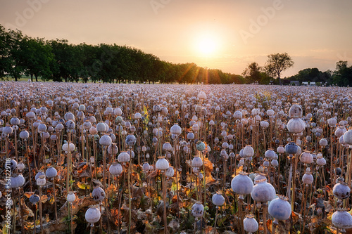 Summer landscape with many heads of poppy field