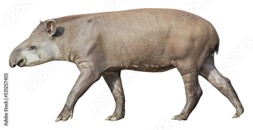 South American Tapir (Tapirus terrestris), PNG, isolated on transparent background