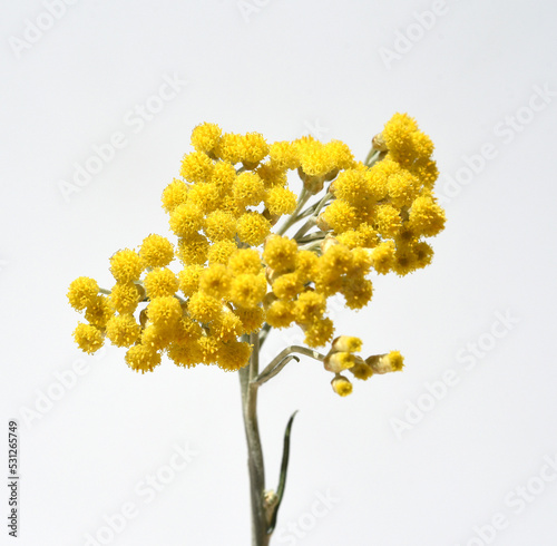 Curry herb, Helichrysum italicum