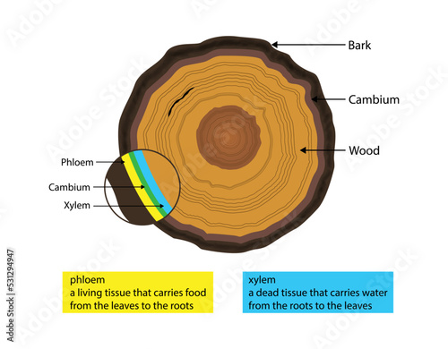 illustration of biology and plant kingdom, layer of wood, cambium layer lies between the outer bark and inner bark of a tree, Cross section of a tree 