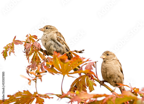 Couple of sparrow birds sitting on the twig of a tree. Focus on left bird.