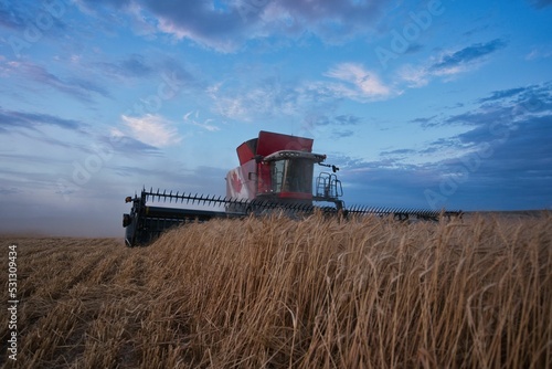 Grain harvester machine collecting wheat seeds in Standard, Alberta, Canada
