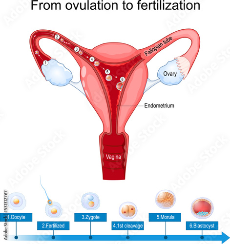 ovulation fertilization and implantation