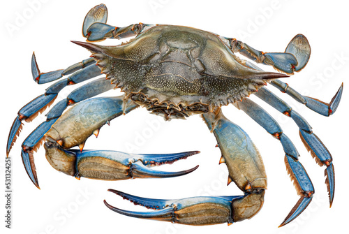 Blue crab isolated