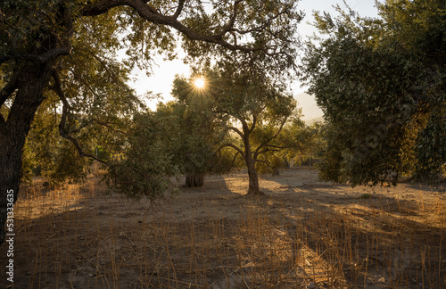 Olive tree on the island of Crete in Greece. Olive tree plantation