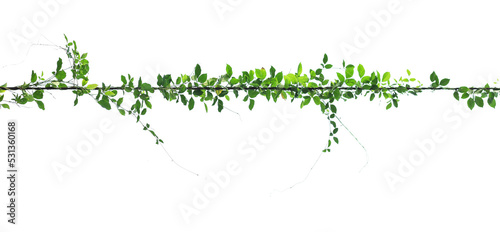 The vine with green leaves twisted separately on a white background.