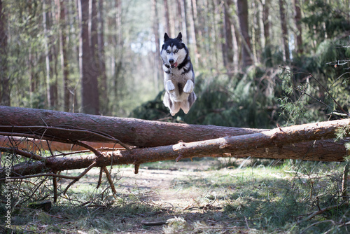 dog in the woods