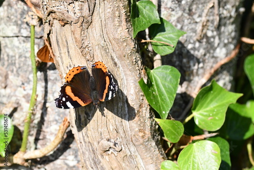 Red Admiral butterfly on tree, Kilkenny, Ireland